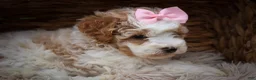 Cavachon dogs for sale: Hailey🌸 - Ad 18