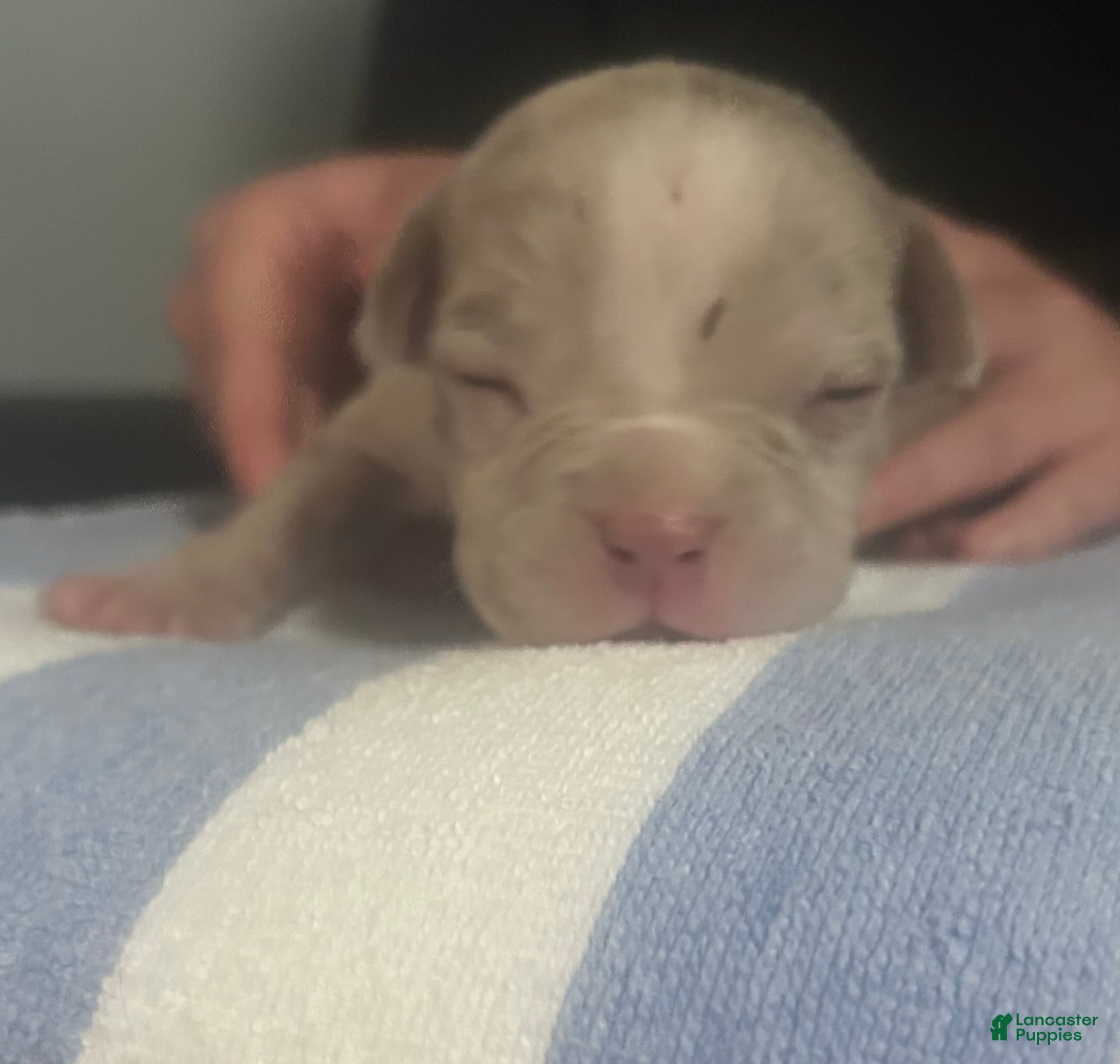 American Bully dogs for sale: Diesel - Ad 1