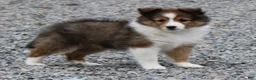 Shetland Sheepdog dogs for sale: Lark - Ad 5