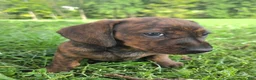 Dachshund dogs for sale: Rondi  - Ad 4