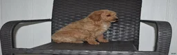 Goldendoodle dogs for sale: Sadie  - Ad 4