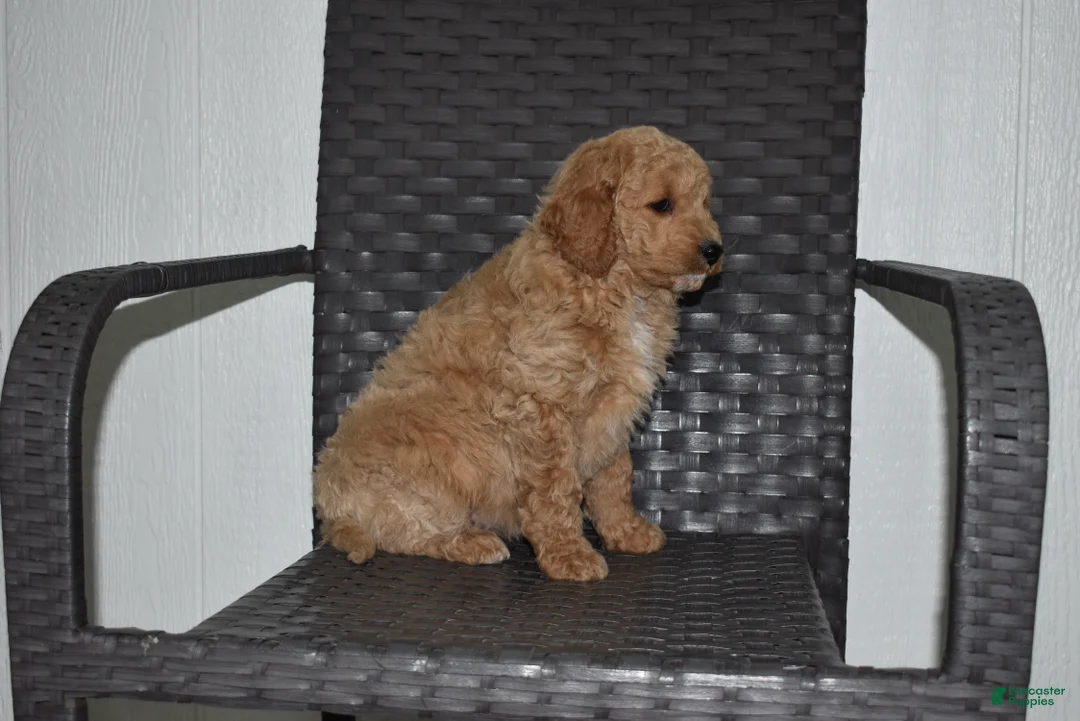Goldendoodle dogs for sale: Sadie  - Ad 4