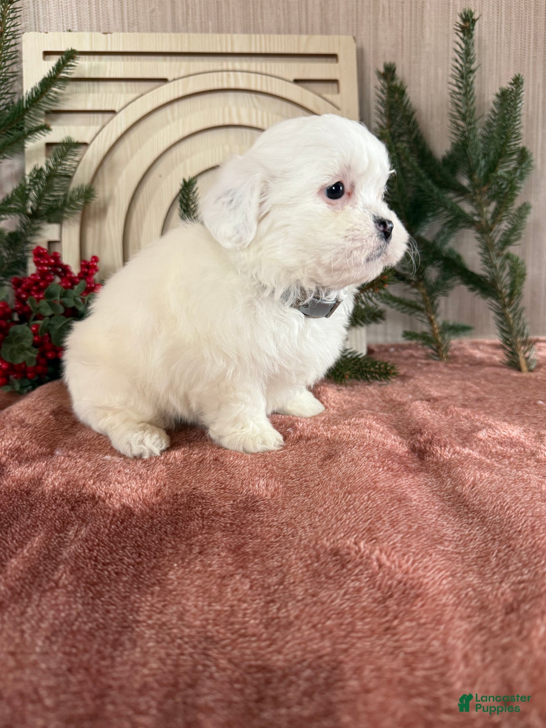 Teddy Bear dogs for sale: Snowy - Ad 8