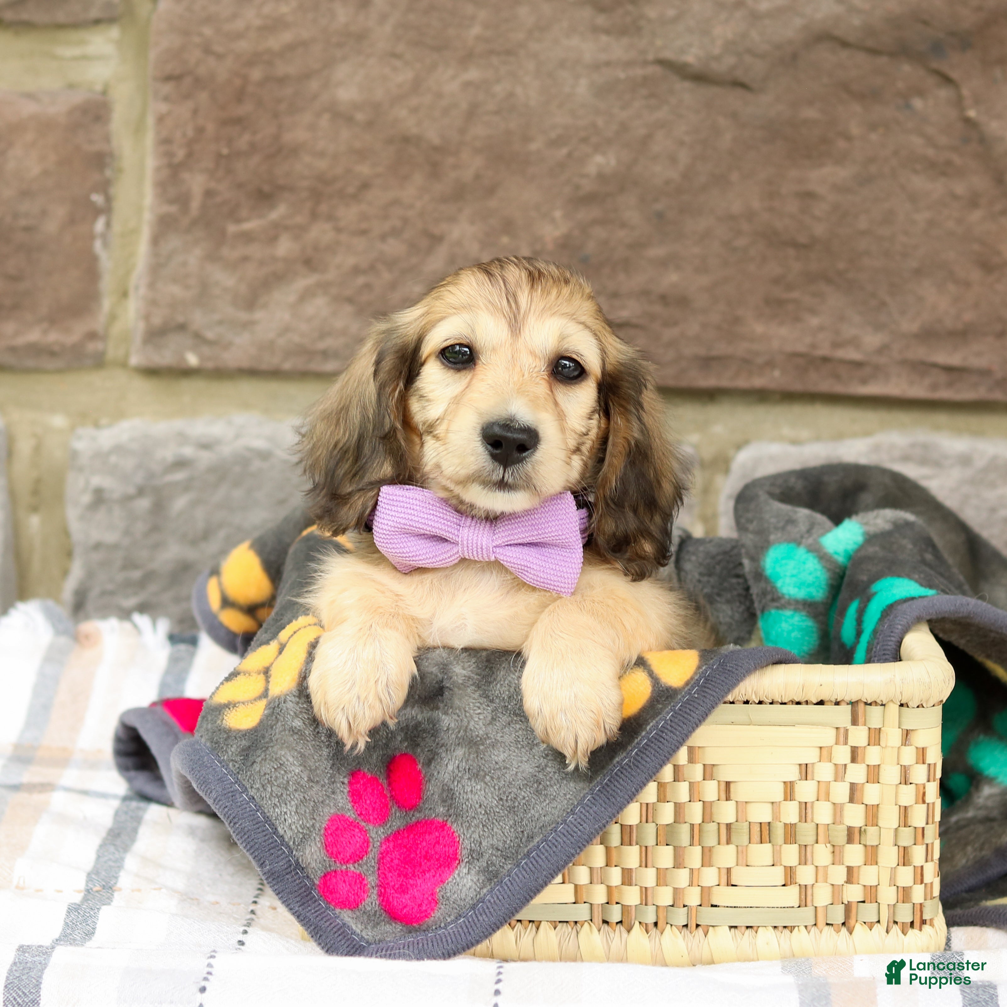 Miniature Dachshund dogs Paisley - Ad 2