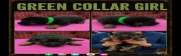 German Shepherd dogs for sale: German Shepherd Puppy 5 - Ad 1