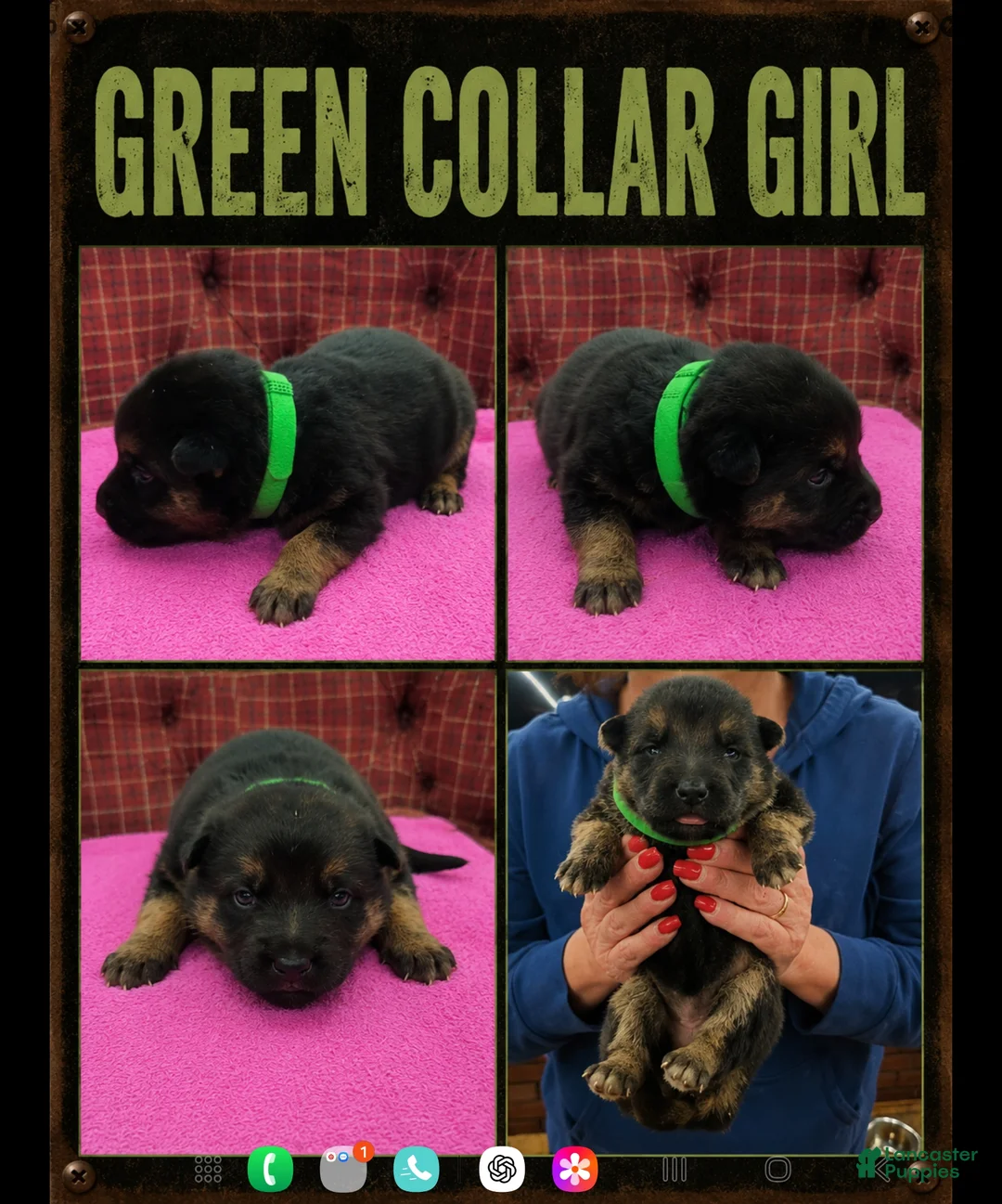 German Shepherd dogs for sale: German Shepherd Puppy 5 - Ad 1