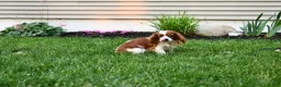 Cavalier King Charles Spaniel dogs for sale: Sarge  - Ad 7
