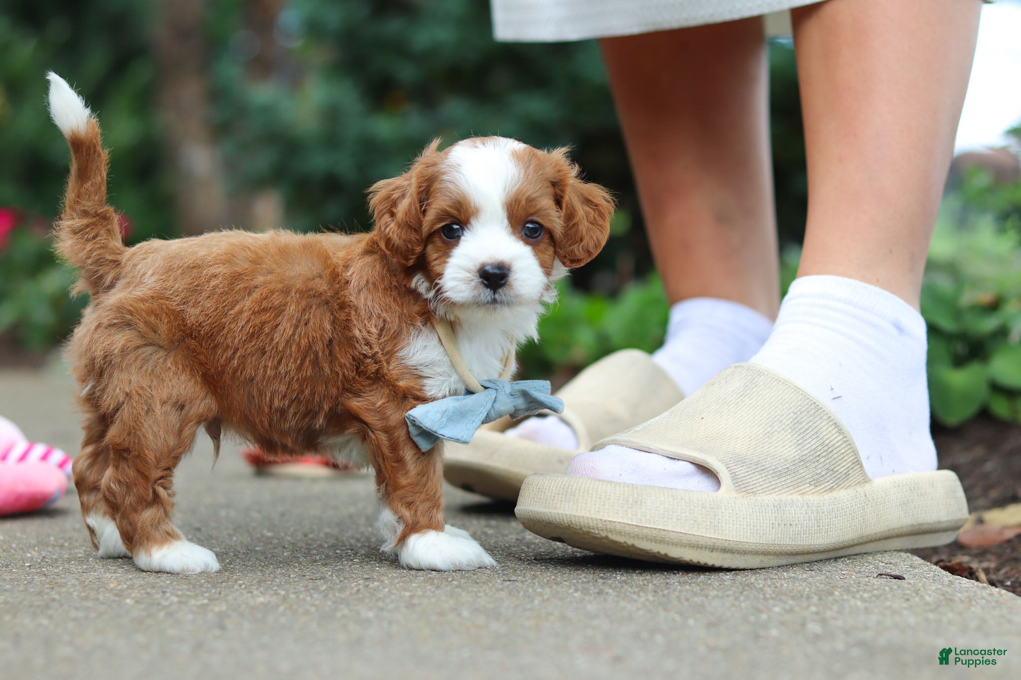 Cavapoo dogs Hudson - Ad 2