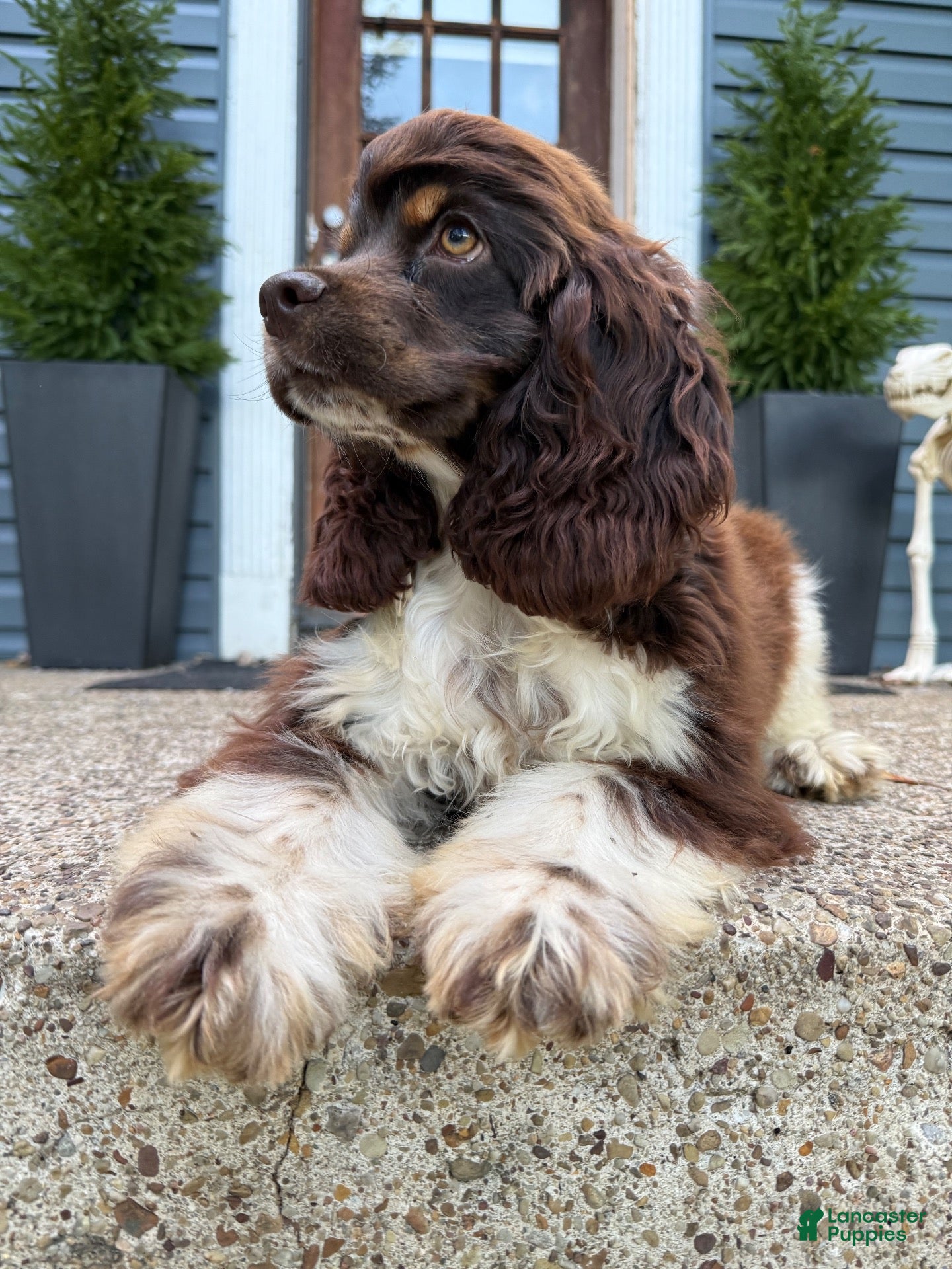 Cocker Spaniel dogs Cocker Spaniel 2 - Ad 1