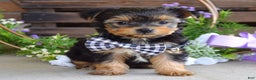 Yorkshire Terrier dogs for sale: Coby - Ad 7
