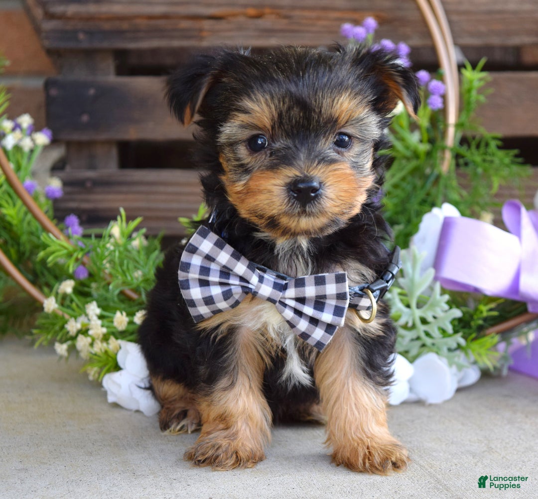 Yorkshire Terrier dogs for sale: Coby - Ad 7