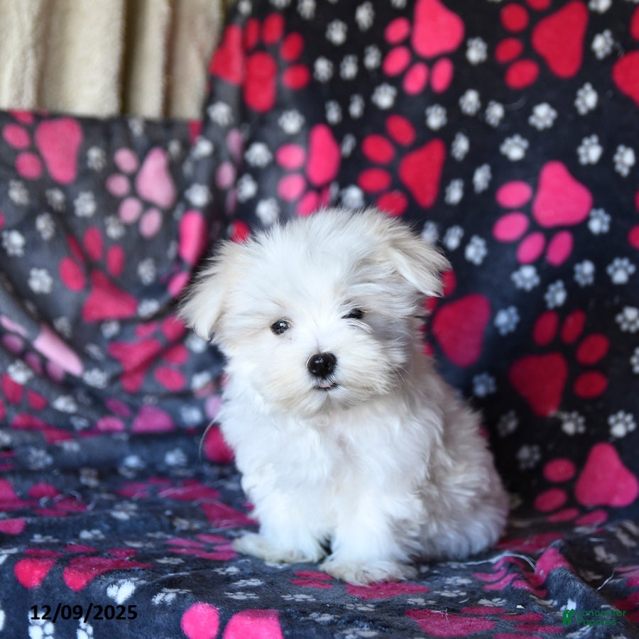 Maltese dogs Rupert - Ad 2