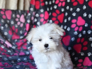 Maltese dogs Rupert - Ad 17