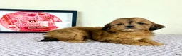Shihpoo dogs for sale: Gretchen - Ad 26