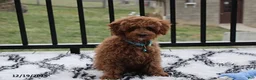 Toy Poodle dogs for sale: Patrick - Ad 16