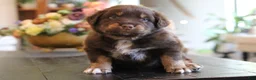 Australian Shepherd dogs for sale: forrest - Ad 5