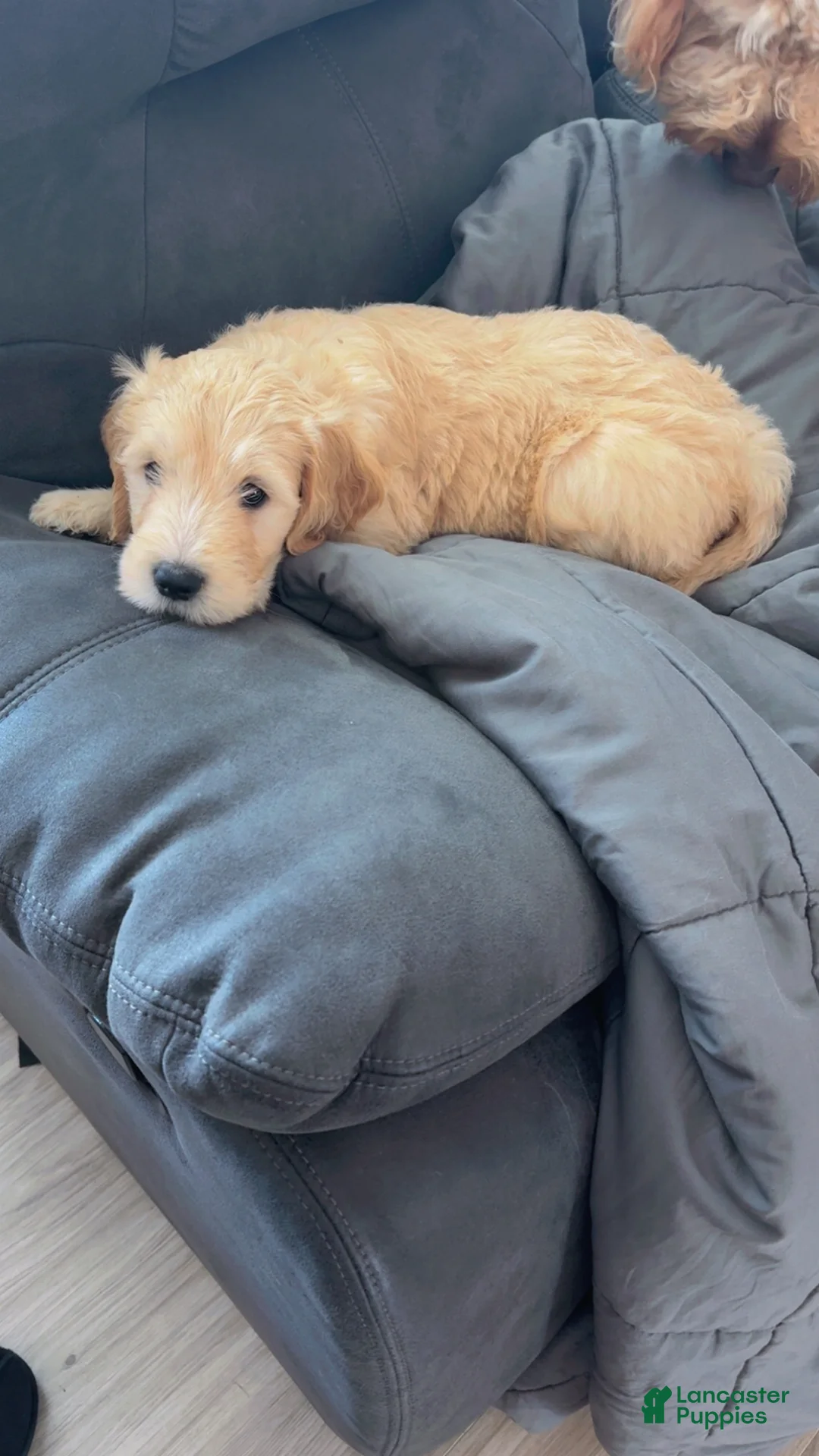 Goldendoodle dogs for sale: Goldendoodle Baby Boy Green - Ad 2