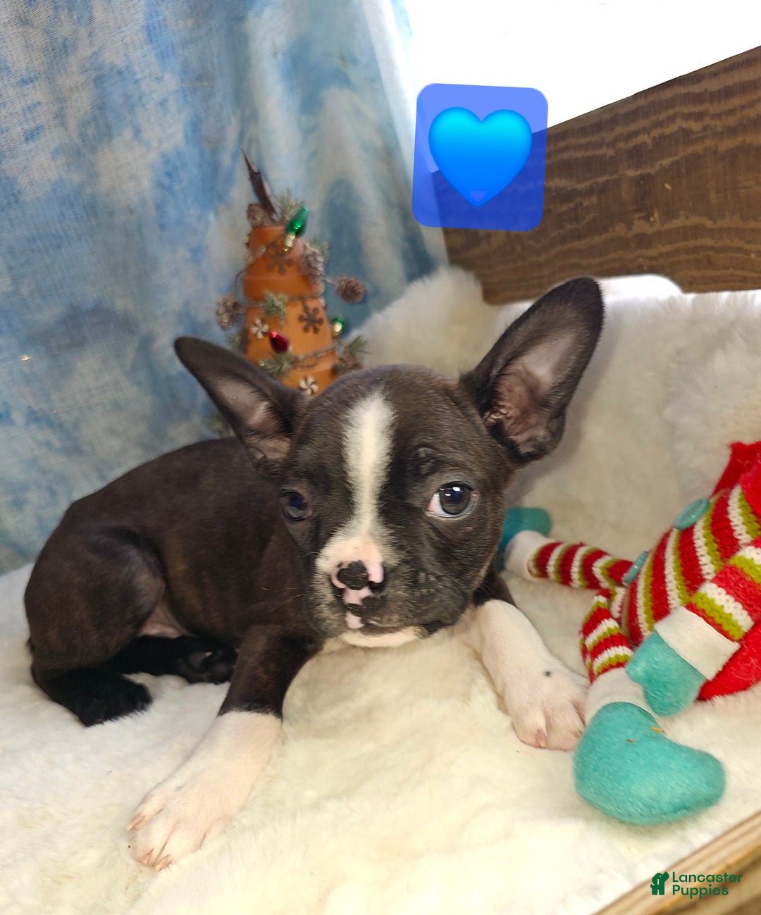 Boston Terrier dogs for sale: Boston Terrier Puppy 3 - Ad 1