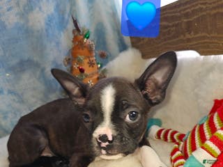 Boston Terrier dogs Boston Terrier Puppy 3 - Ad 5