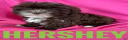 Shihpoo dogs for sale: Hershey - Ad 3