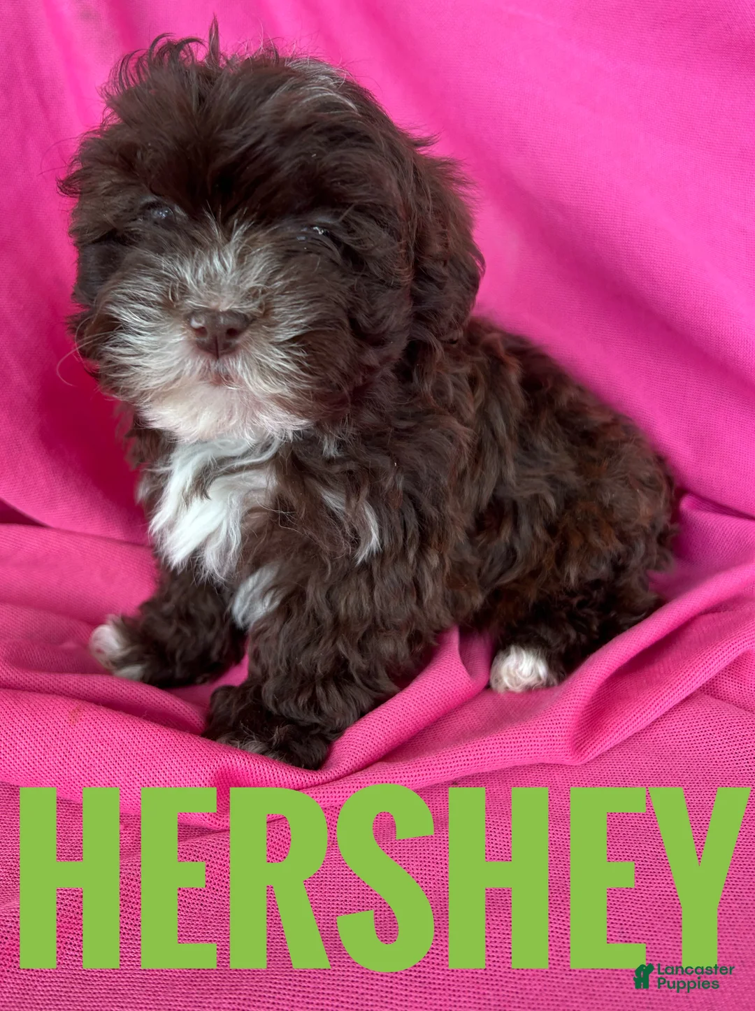 Shihpoo dogs for sale: Hershey - Ad 3