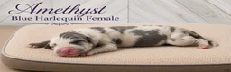 Great Dane dogs for sale: Amethyst  - Ad 3