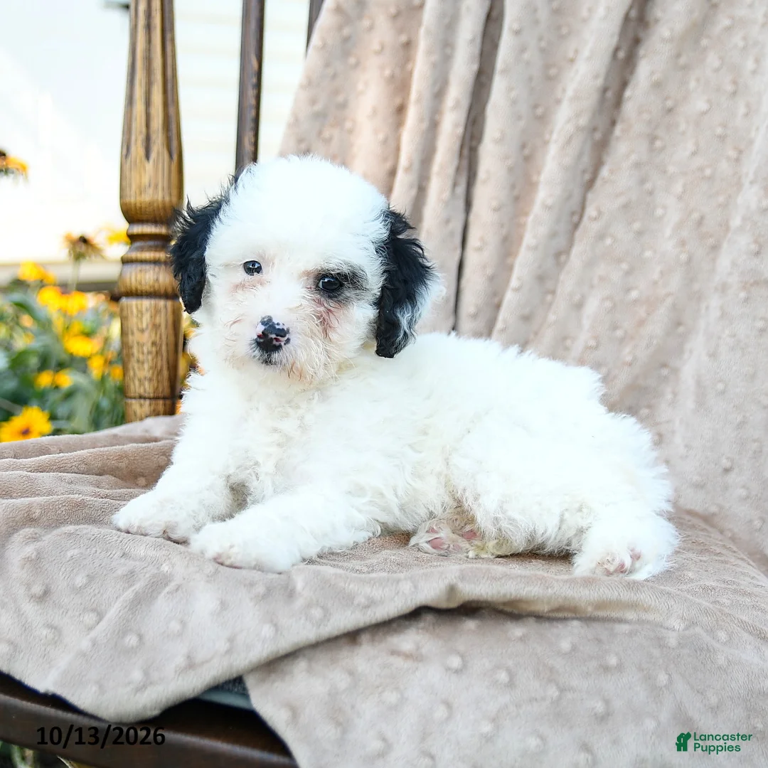 Mini Bernedoodle dogs for sale: Patches - Ad 2