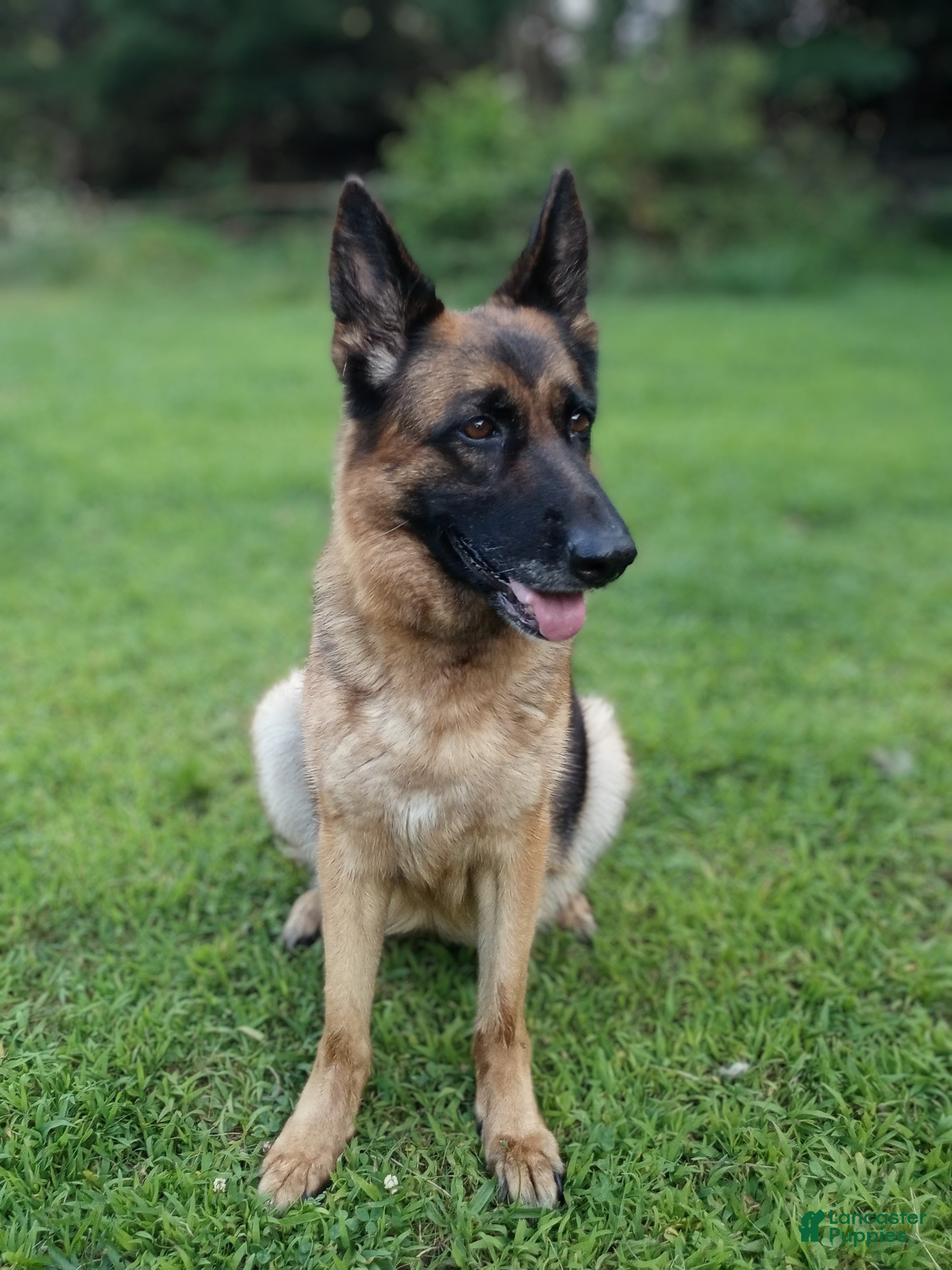 German Shepherd dogs German Shepherd Puppy 1 - Ad 7