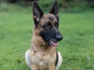 German Shepherd dogs German Shepherd Puppy 1 - Ad 7