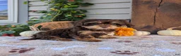 Cavapoo dogs for sale: Skipper  - Ad 3