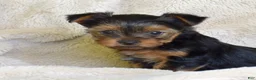 Yorkshire Terrier dogs for sale: Woody - Ad 2