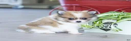 Pomeranian dogs for sale: Maggie - Ad 2