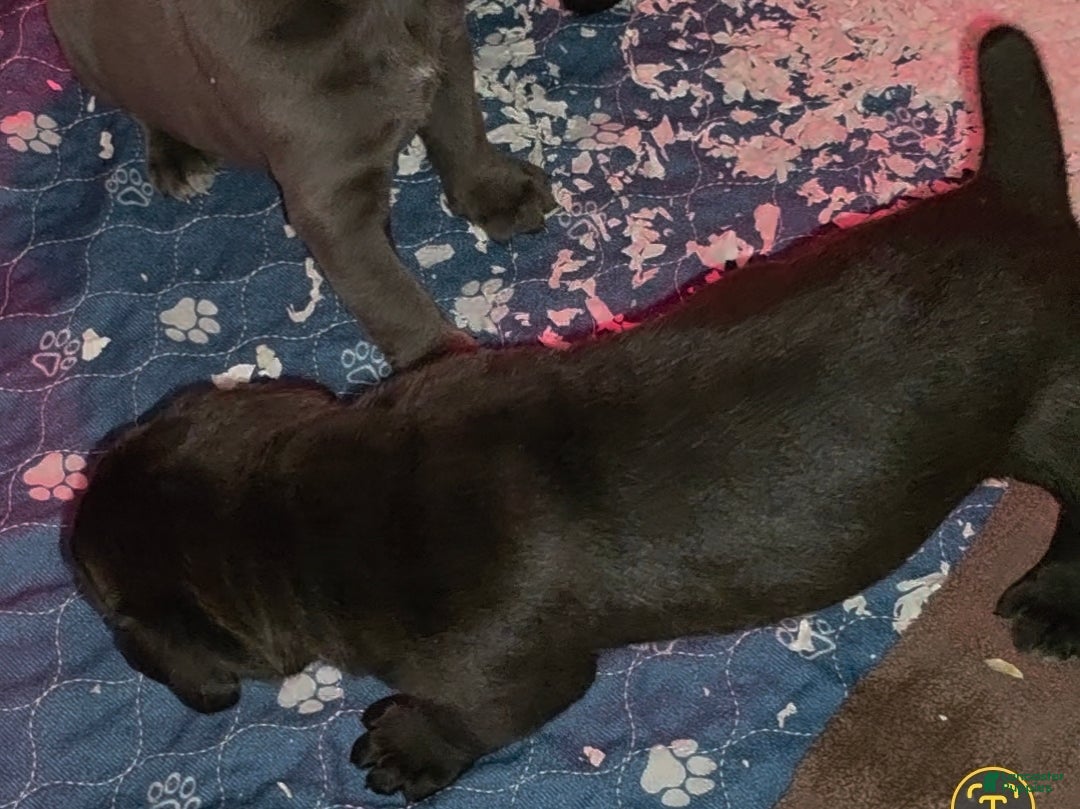 Cane Corso dogs Rocko - Ad 2