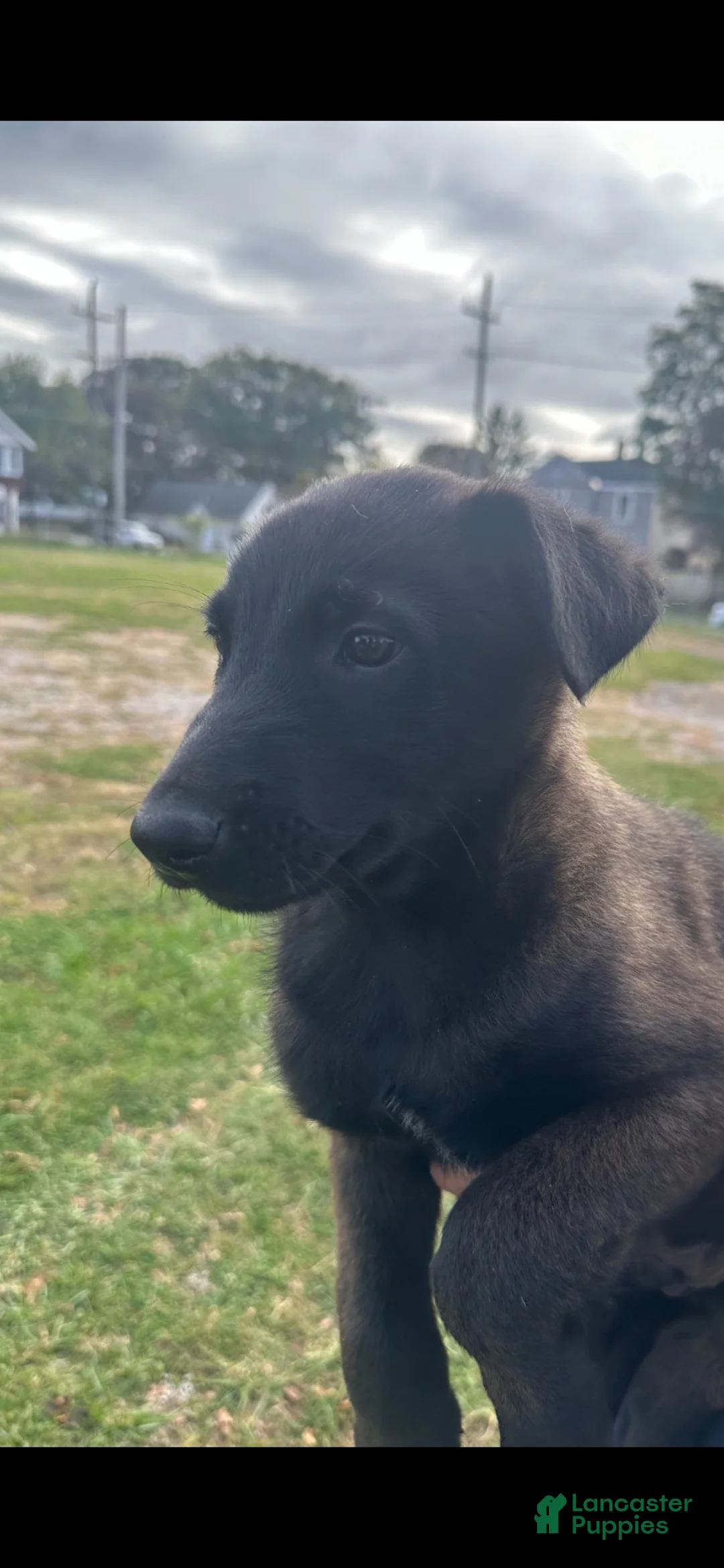 Belgian Malinois dogs for sale: Belgian Malinois 2 - Ad 1
