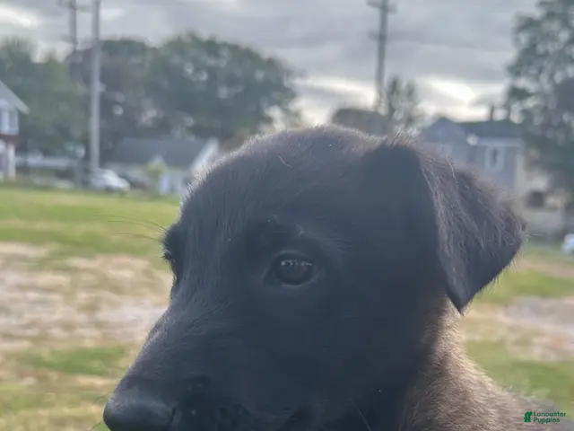 Belgian Malinois dogs for sale: Belgian Malinois 2 - Ad 1