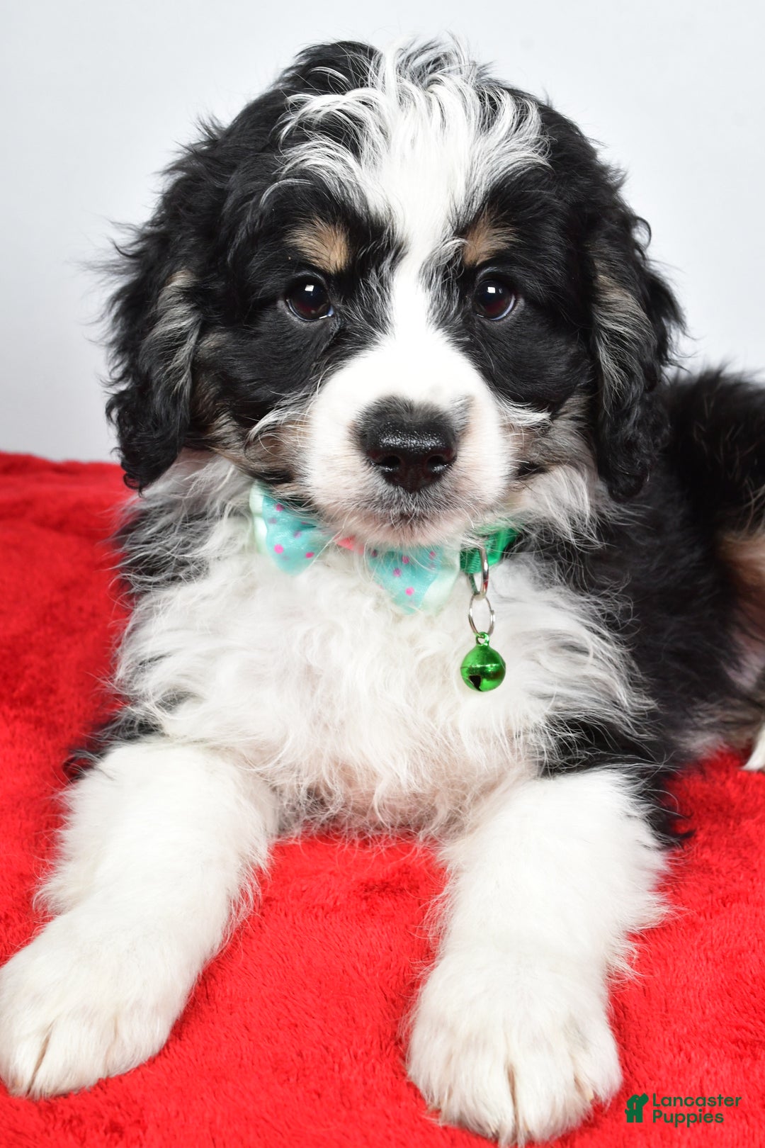 Mini Aussiedoodle dogs for sale: Lukas - Ad 4