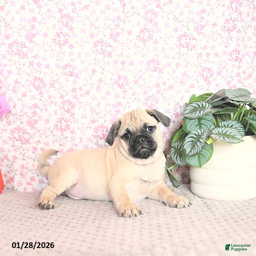 Pug dogs Lechito - Ad 2