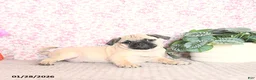 Pug dogs for sale: Lechito - Ad 2