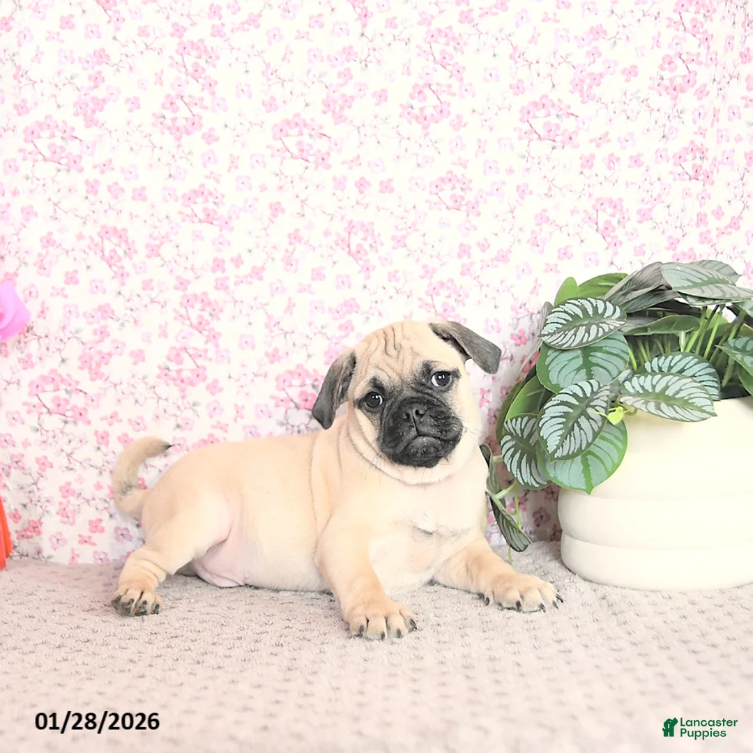 Pug dogs for sale: Lechito - Ad 2