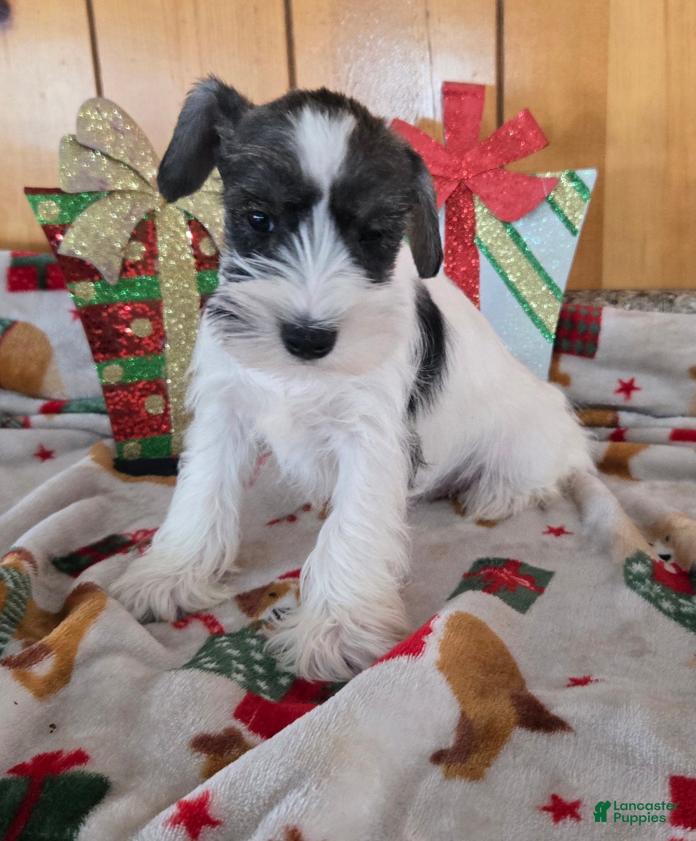 Miniature Schnauzer dogs tommy - Ad 6