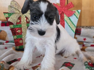 Miniature Schnauzer dogs tommy - Ad 6
