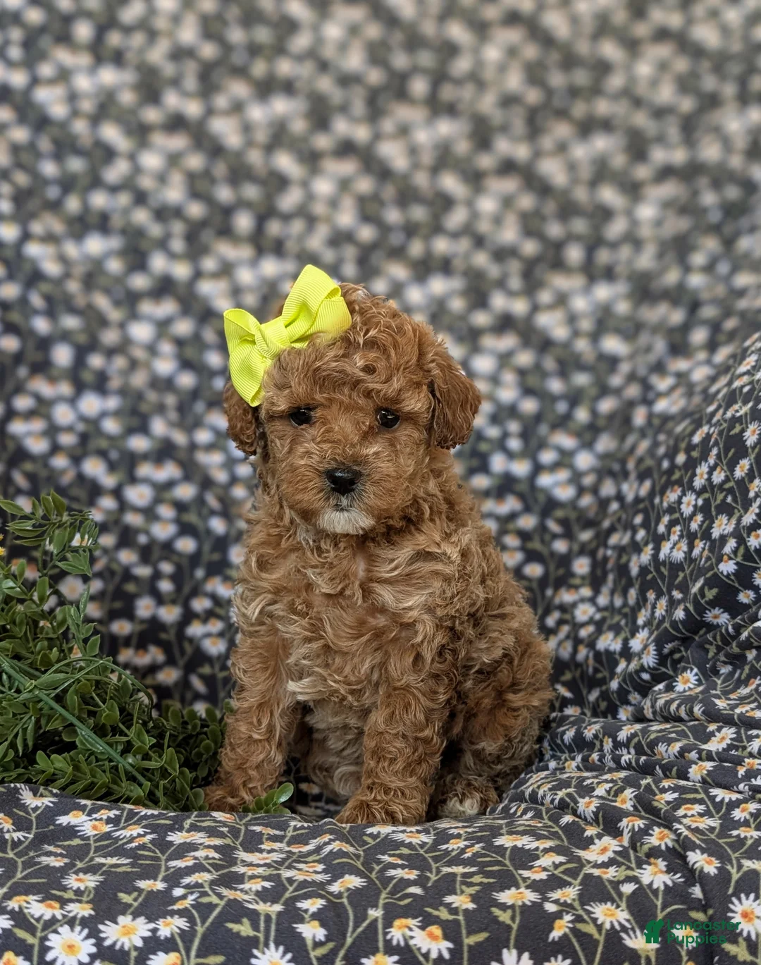 Cockapoo dogs for sale: Jayden Hypoallergenic - Ad 1