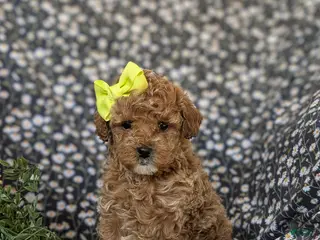 Cockapoo dogs for sale: Jayden Hypoallergenic - Ad 1