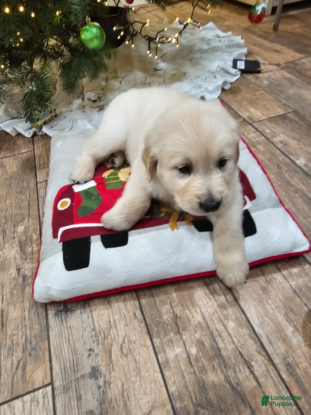 Golden Retriever dogs for sale: Golden Retriever Puppy 3 - Ad 3