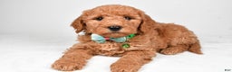 Mini Goldendoodle dogs for sale: Rusty f one b - Ad 2