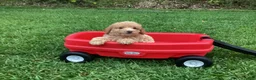 Mini Goldendoodle dogs for sale: River - Ad 5
