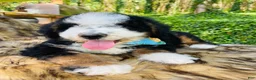 Bernedoodle dogs for sale: Bernedoodle “Mack” ( blue collar) - Ad 13
