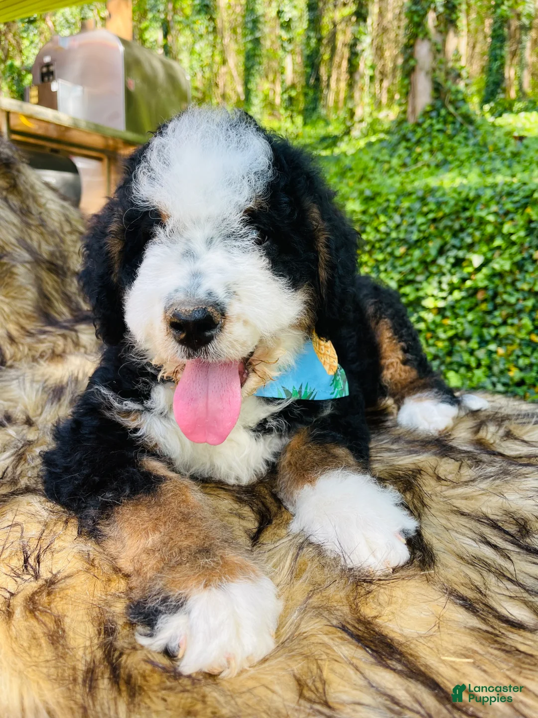 Bernedoodle dogs for sale: Bernedoodle “Mack” ( blue collar) - Ad 13