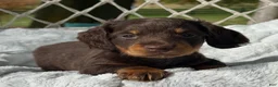 Miniature Dachshund dogs for sale: Bentley - Ad 5