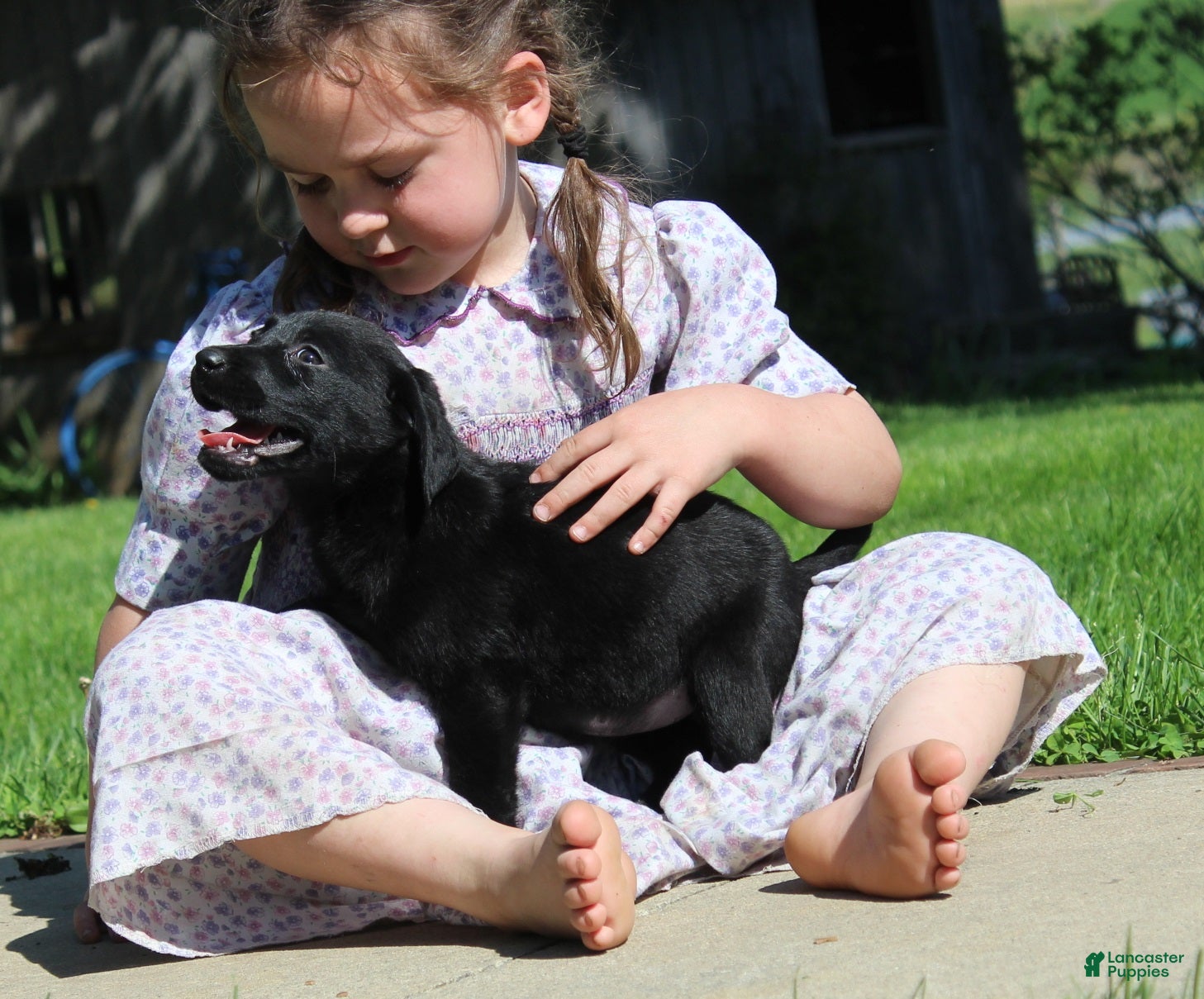 Labrador Retriever dogs Labrador Retriever Willow - Ad 1